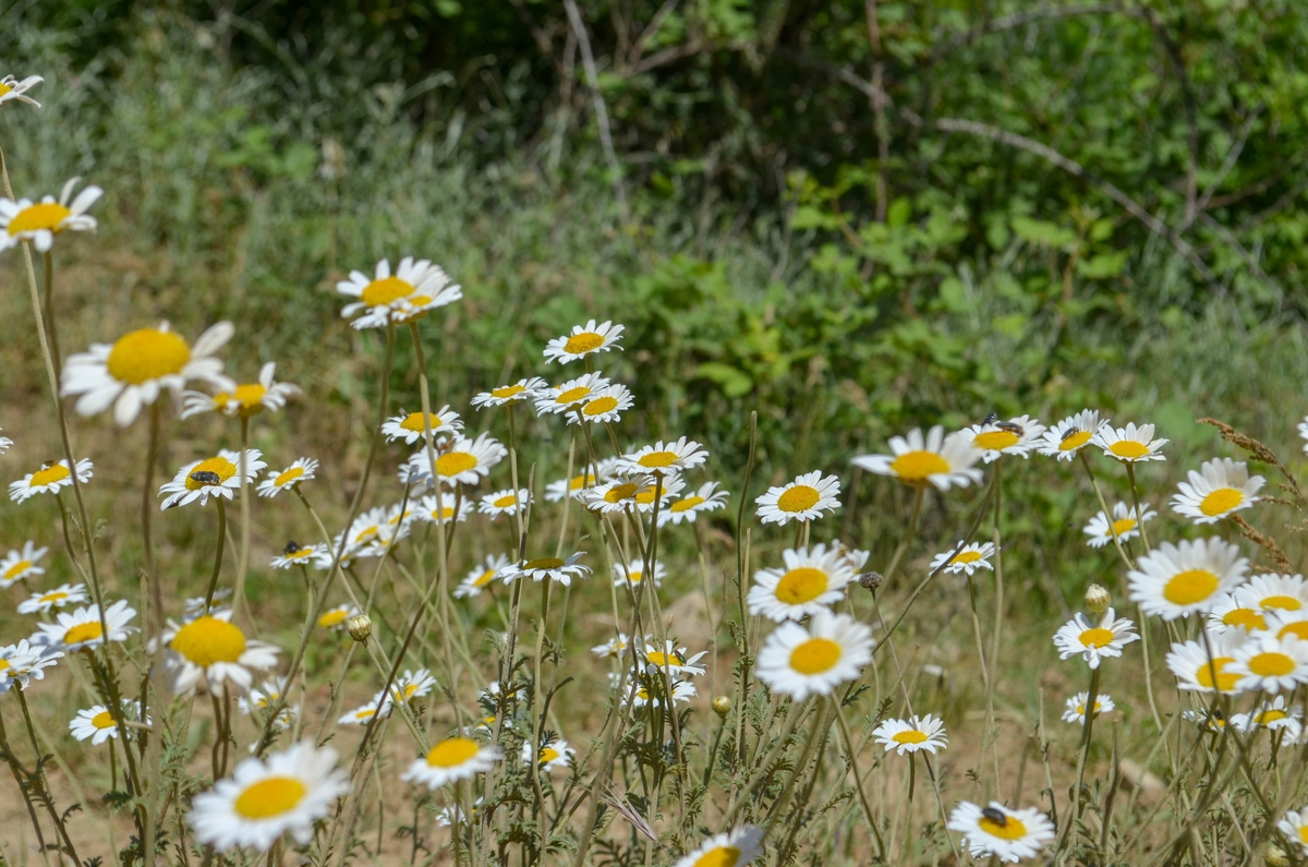 elchin guliyev dkrzvvfgjsq unsplash