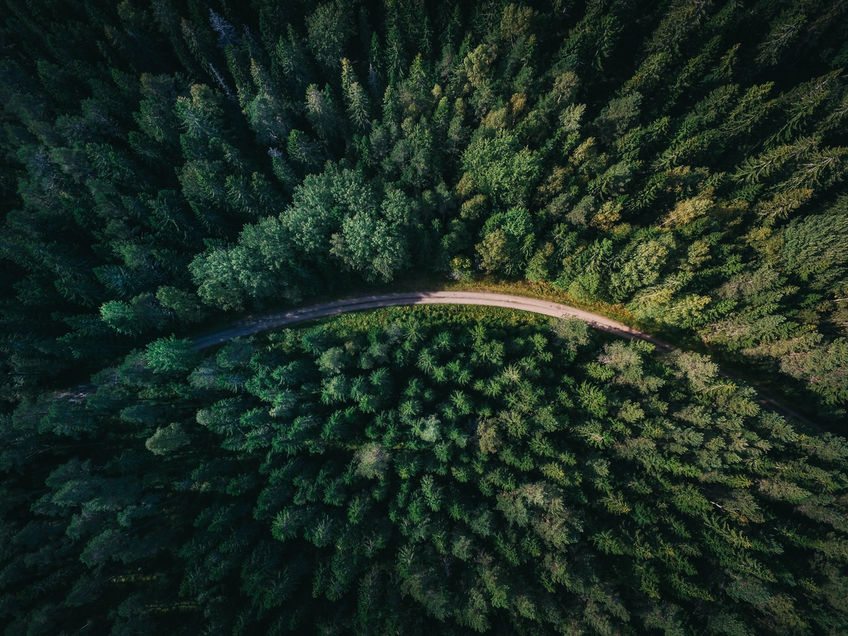 plantation-timber-trees