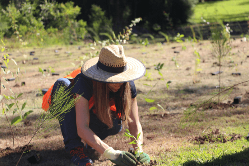 Greenfleet plants native biodiverse forests to help fight the impacts of global warming. Image credit: Greenfleet